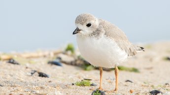 A juvenile piping plover
